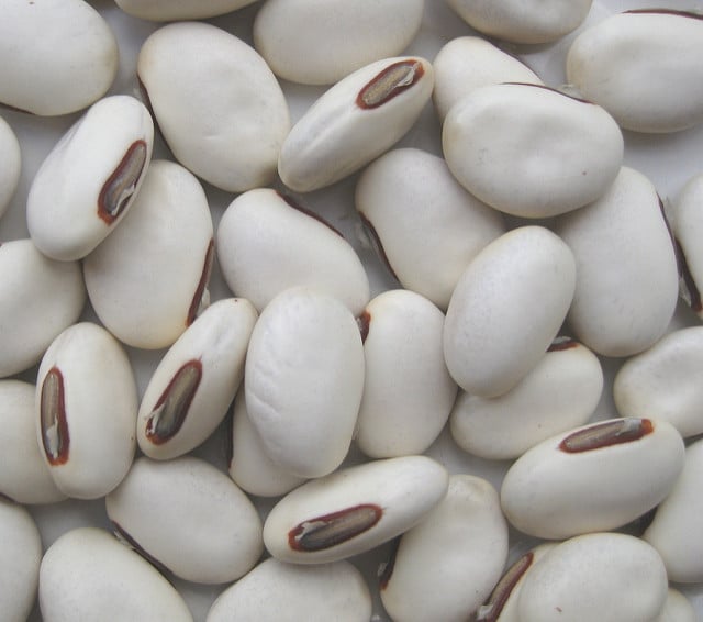 Pois sabre blanc (Canavalia ensiformis)