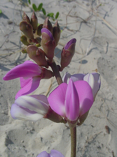 Haricot de plage (Canavalia rosea)