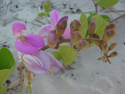 Haricot de plage