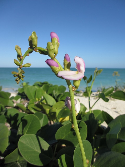 Haricot de plage