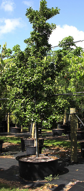 Canella winterana