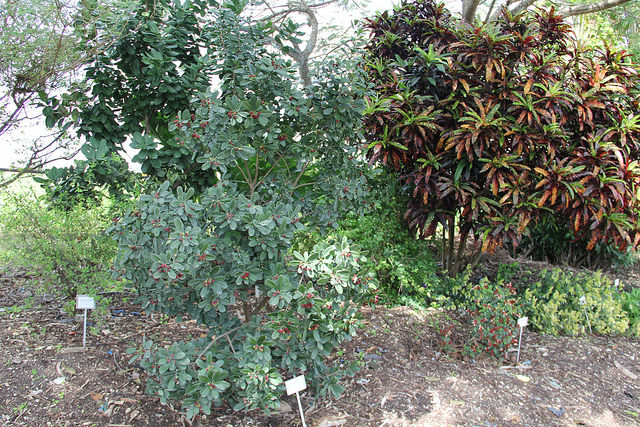 Canella winterana