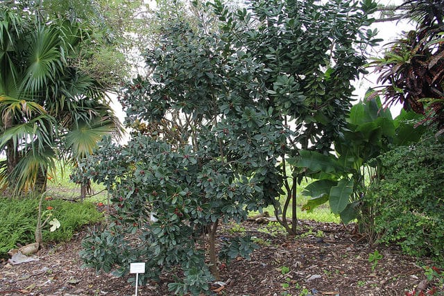 Canella winterana