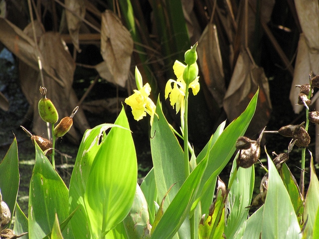 Canna flaccida (Canna flaccida)