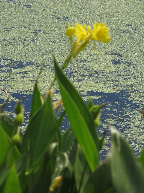 Canna flaccida