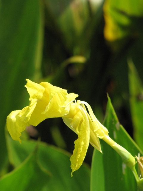 Canna flaccida