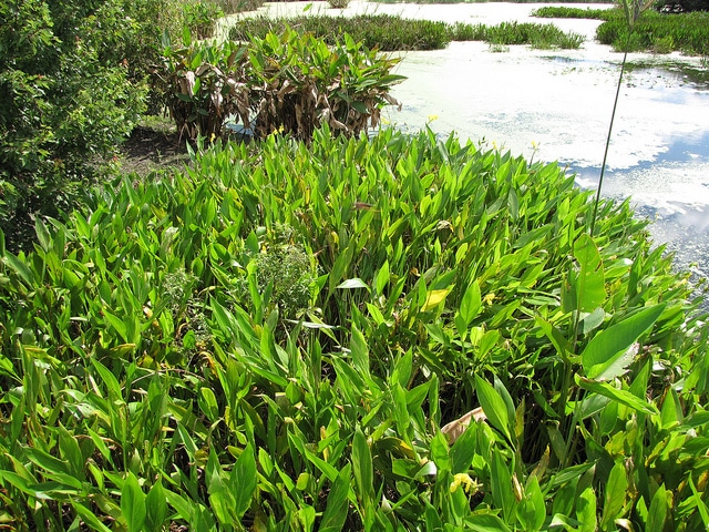 Canna flaccida