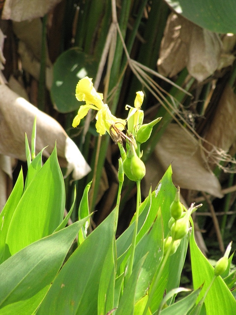 Canna flaccida