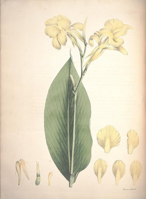 Canna flaccida