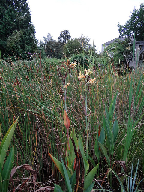 Canna angustifolia