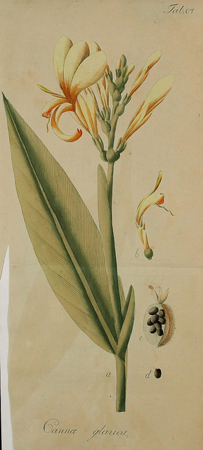 Canna angustifolia