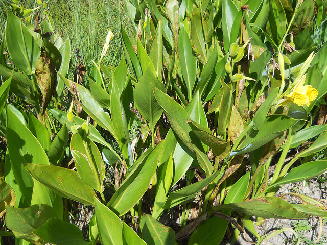 Canna angustifolia