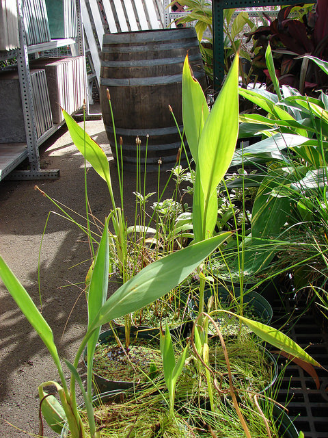 Canna angustifolia