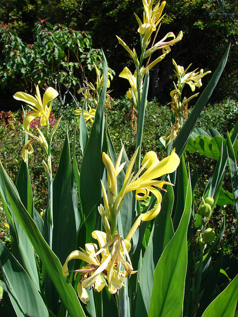 Canna angustifolia