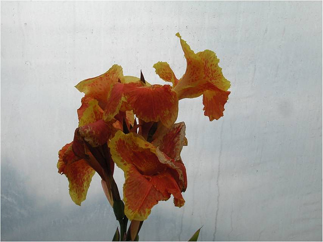 Canna angustifolia (Canna glauca)