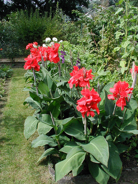 Canna des indes