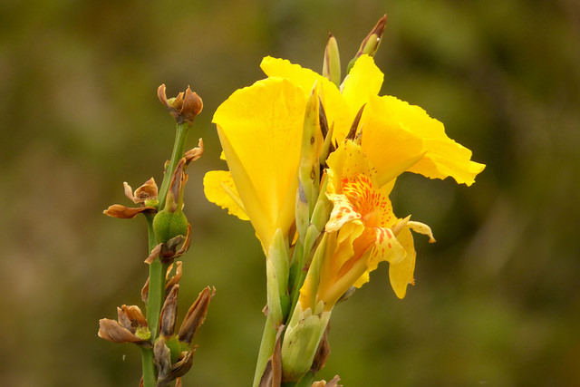 Canna des indes