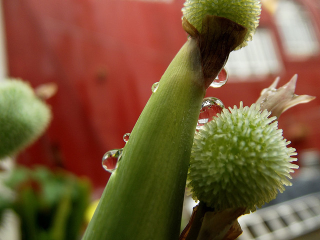 Canna des indes