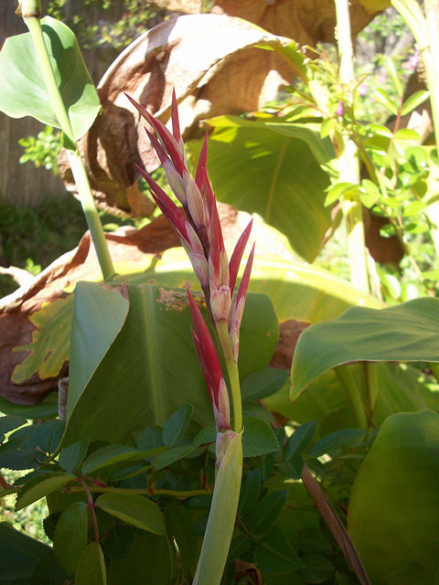 Canna des indes
