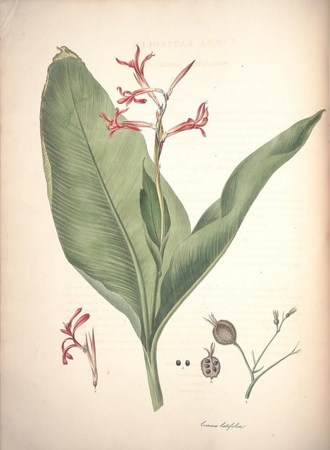 Canna tuerckheimii