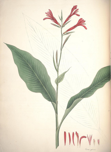 Canna tuerckheimii