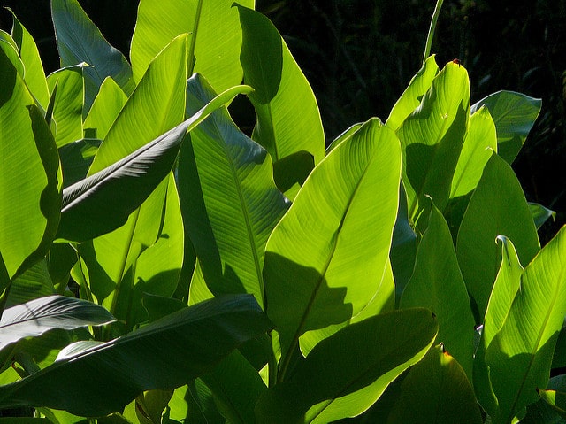 Canna tuerckheimii