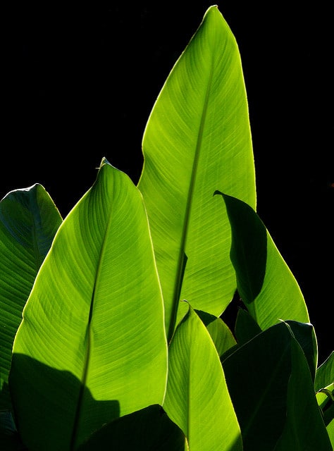 Canna tuerckheimii