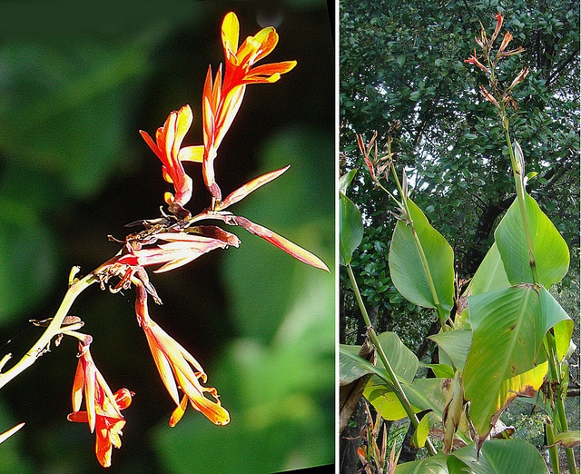 Canna tuerckheimii (Canna tuerckheimii)