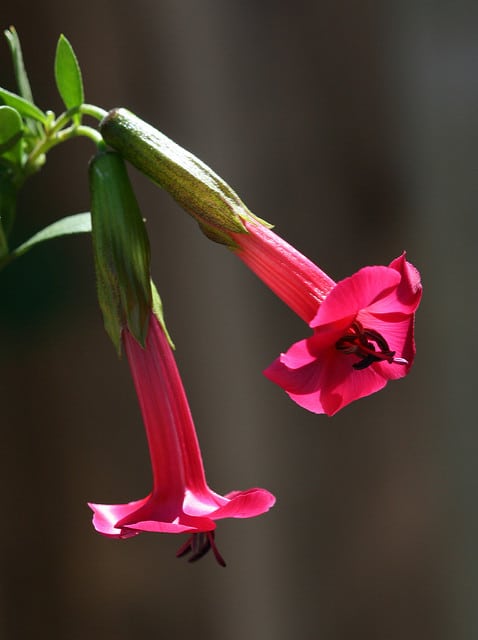 Cantua buxifolia