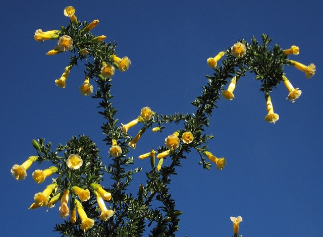 Cantua buxifolia