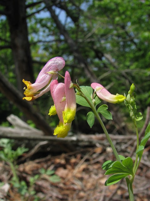 Capnoides sempervirens