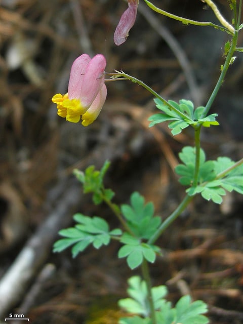 Capnoides sempervirens
