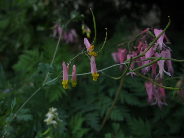 Capnoides sempervirens