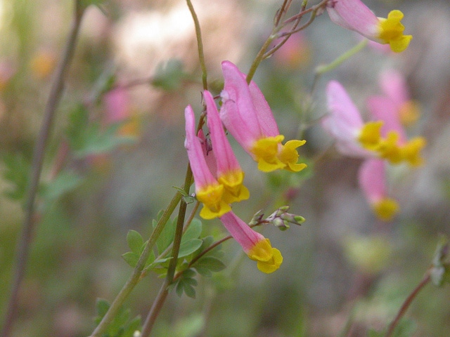 Capnoides sempervirens