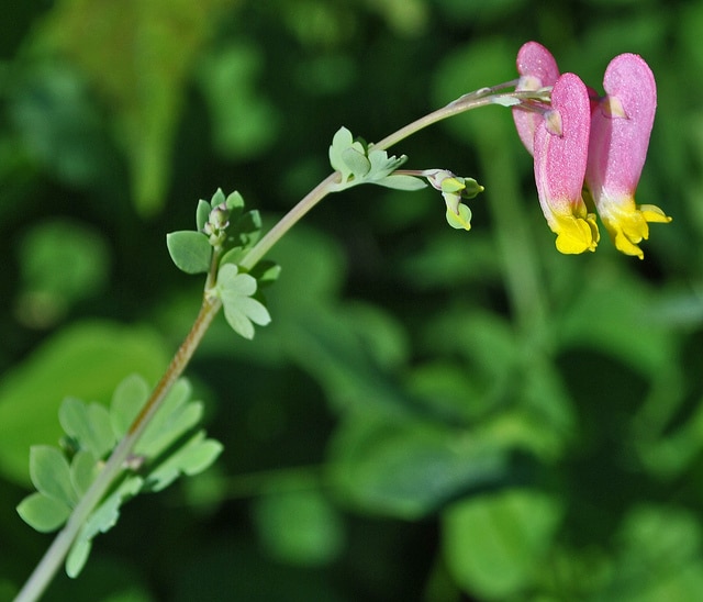 Capnoides sempervirens (Capnoides sempervirens)