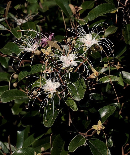 Capparis cynophallophora (Capparis cynophallophora)