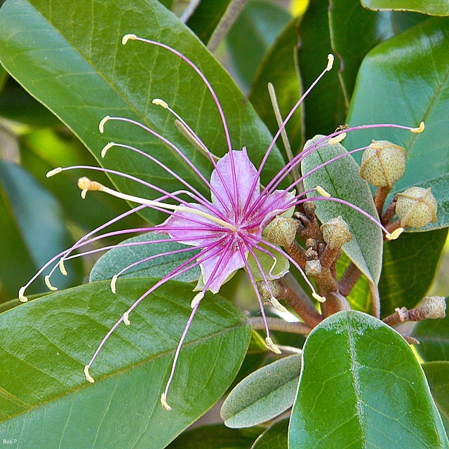 Capparis cynophallophora