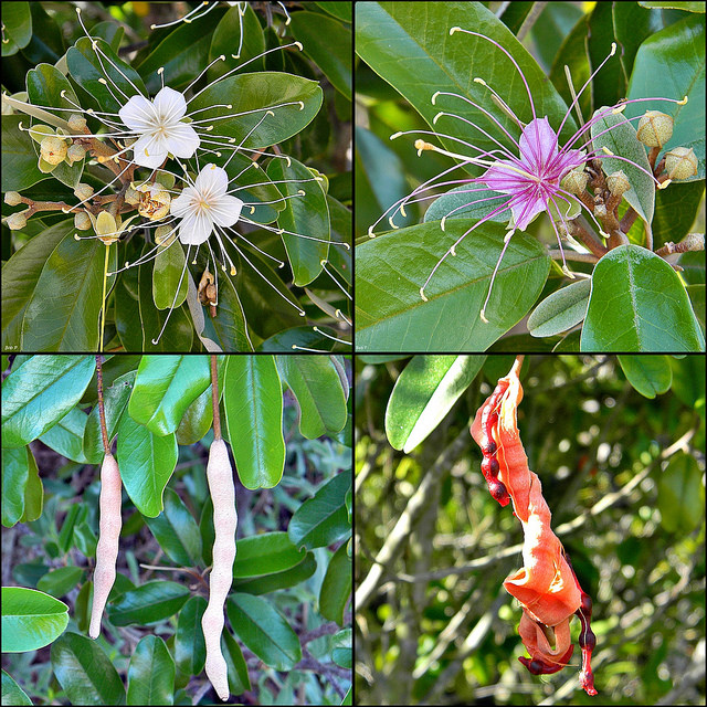 Capparis cynophallophora