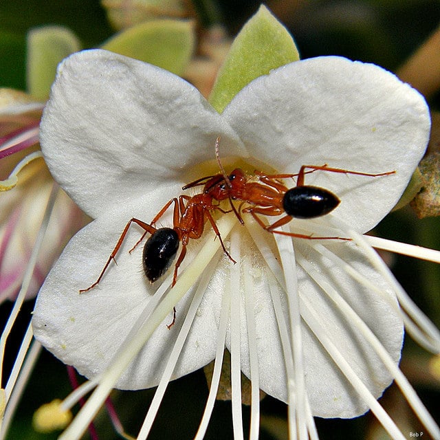 Capparis cynophallophora