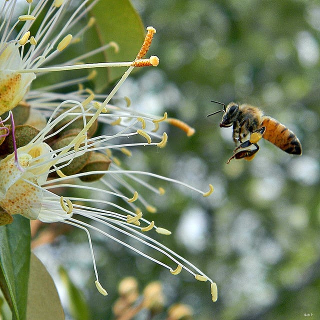 Capparis cynophallophora