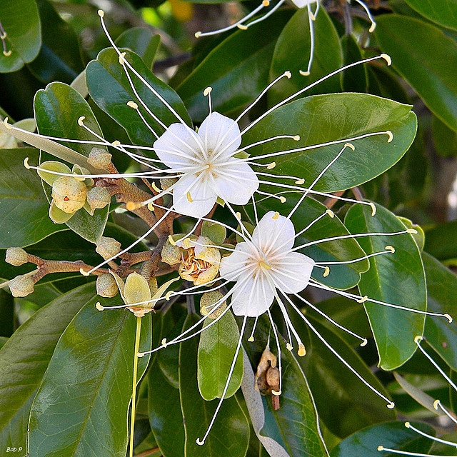 Capparis cynophallophora