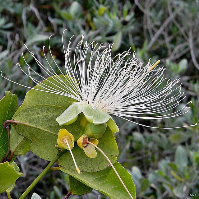 Capparis flexuosa