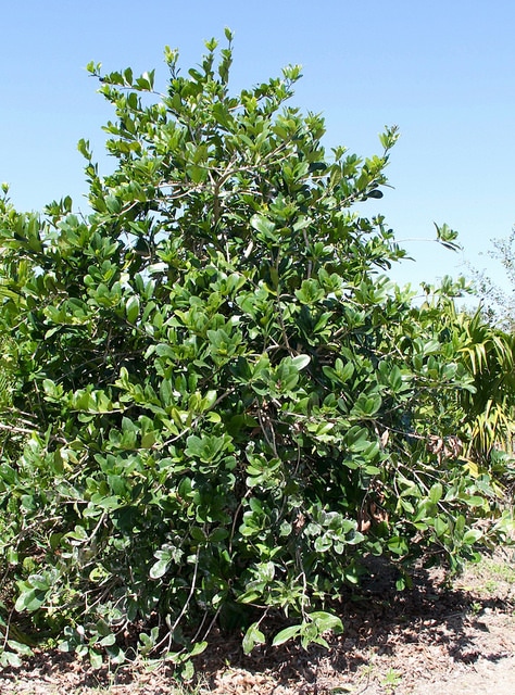 Capparis flexuosa