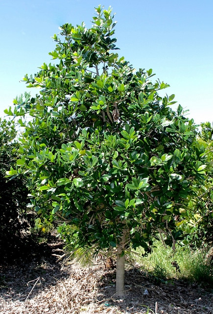 Capparis flexuosa