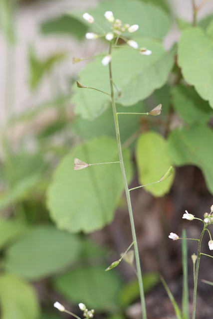 Capselle bourse-à-pasteur