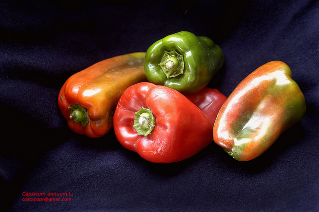 Capsicum annuum