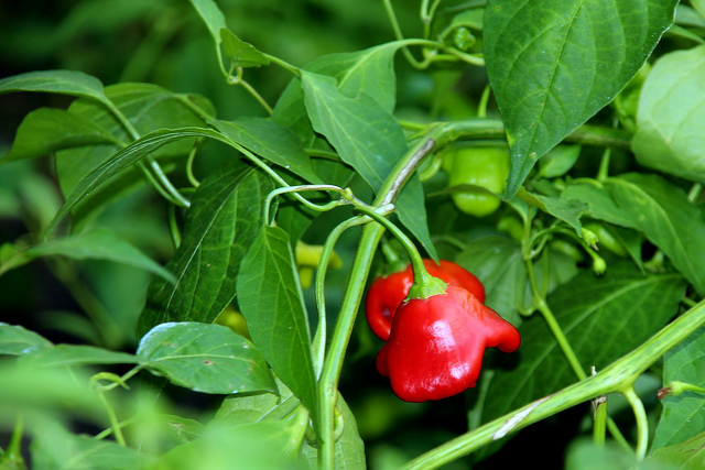 Capsicum baccatum