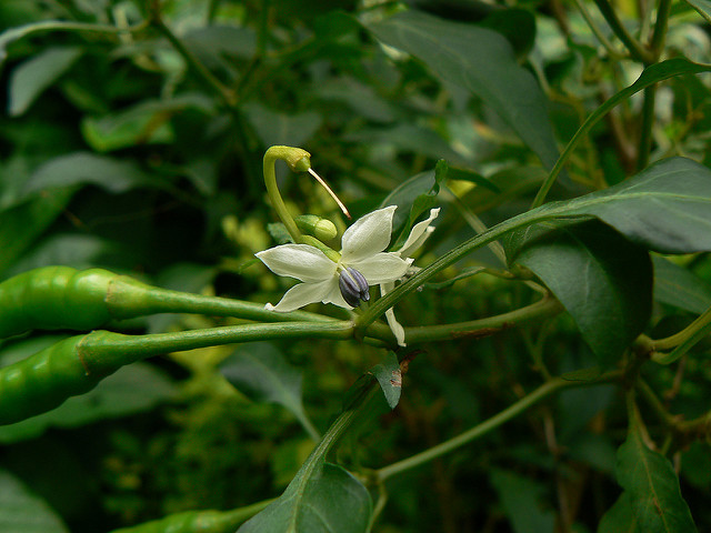 Piment de cayenne