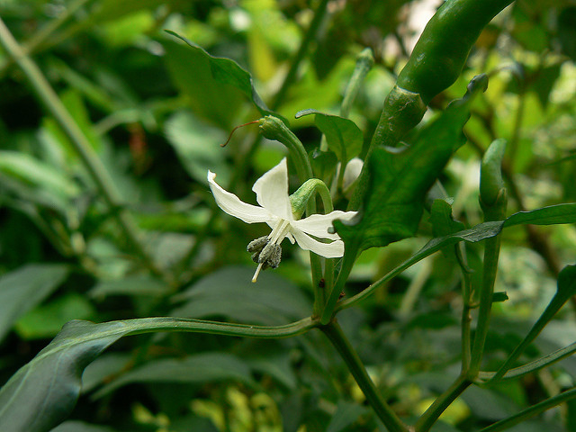 Piment de cayenne