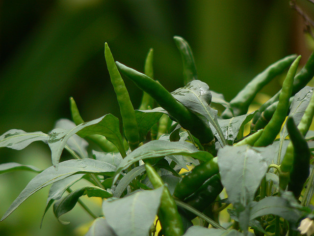 Piment de cayenne